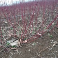 60公分高紅瑞木的批發(fā)價格_產(chǎn)地直銷