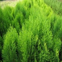 30公分灑金柏小苗的批發(fā)價(jià)格