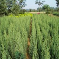 江蘇基地70公分高刺柏的價(jià)格