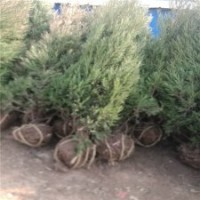 100公分高塔柏的批發(fā)價(jià)是4元