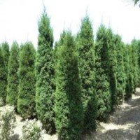 100公分高圓柏的批發(fā)價格