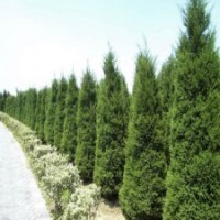 70公分高圓柏的批發(fā)價(jià)格