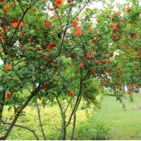 市場上熱銷的花石榴是多大規(guī)格的