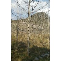 長期供應(yīng)金桂2到20公分,銀杏樹3到40公分