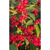 供應(yīng)北美冬青苗