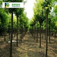 河北刺槐---刺槐多少錢---12公分刺槐