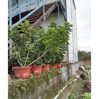 供應(yīng) 鵝掌柴