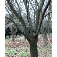 供大規(guī)格早櫻晚櫻7公分到24公分