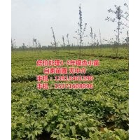 常年供應(yīng)各種規(guī)格銀杏苗木