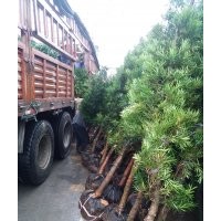 福建12公分羅漢松460元，福建3公分羅漢松12元，哪里的羅漢松最便