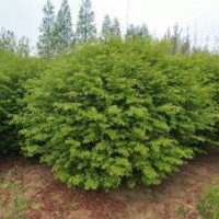 1.5米火焰衛(wèi)矛球精品150公分火焰衛(wèi)矛球