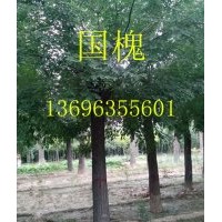 國槐價格-山東國槐-國槐基地13696355601