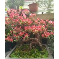 供應(yīng)映山紅盆景造型