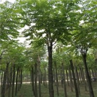 紅花刺槐價格，供應(yīng)紅花刺槐，10公分紅花刺槐