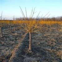 金枝槐產(chǎn)地，金枝槐廠家，20公分金枝槐價格