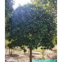 銷(xiāo)售3-30公分桂花樹(shù)