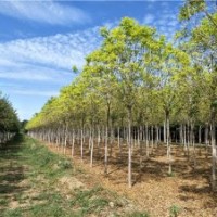 金葉白蠟_金葉白蠟價(jià)格_金葉白蠟圖片