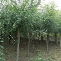 白榆_榆樹_白榆價格_榆樹圖片