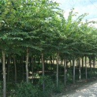長枝榆_長枝榆價格_長枝榆圖片