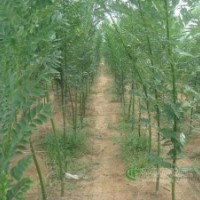 山西2公分國槐，3公分國槐，4公分國槐