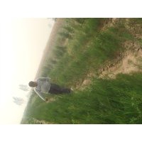 側(cè)柏苗 花椒苗 連翹苗