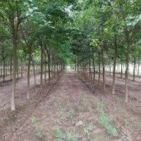 現供應6-10公分三角楓