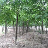 十公分白蠟、十五公分白蠟、二十公分白蠟、白蠟價格