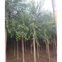 供應(yīng)平頭榆樹(shù)6公分8公分10公分12公分