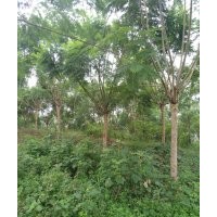 出售藍(lán)花楹