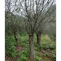 垂絲海棠，櫻花，紅梅，茶花，大葉冬青，羅漢松，玉蘭