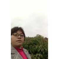 江西南昌苗圃自銷小葉香樟當年小苗