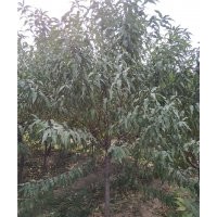 A級山桃基地 A級山桃批發(fā)商