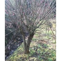 供應(yīng)精品雞爪槭紅楓羽毛楓海棠桂花紅梅櫻花無患子