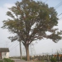 南京白櫸20公分價(jià)格,25公分白櫸今年價(jià)格