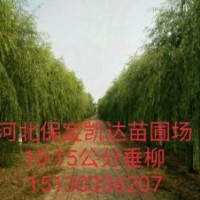 河北保定凱達(dá)苗木基地大喬木青皮柳批發(fā)了金葉榆價(jià)格低