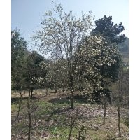 供應(yīng)精品紅楓海棠桂花紅梅櫻花雞爪槭羽毛楓櫻花