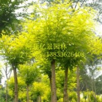 大量供應(yīng)金葉國(guó)槐