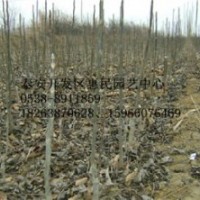 山東泰安山楂原生苗 嫁接苗 當(dāng)年小苗批發(fā)價(jià)格