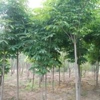 安徽現(xiàn)在胸徑10公分苦楝報價