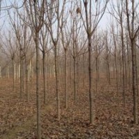 苗圃直銷8公分12公分七葉樹價(jià)格