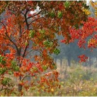 哪里是烏桕樹產(chǎn)地、江蘇烏桕報價