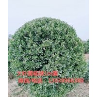 1.2m高大葉黃楊球 冬青 專用綠化