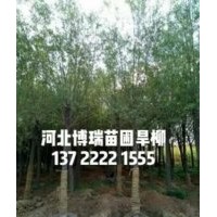 旱柳價格，金絲垂柳報價，速生柳基地，河北垂柳