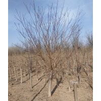 供1-8公分，紅葉石楠，臘梅，海棠，丁香，高桿衛(wèi)矛球