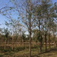 6-8公分一級(jí)國(guó)槐苗供應(yīng)