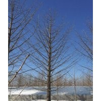 銀杏樹(shù)-苗木銷(xiāo)售旺季到來(lái)