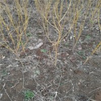 求購10公分黃金槐的價(jià)格