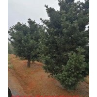 低價(jià)供應(yīng)10公分羅漢松