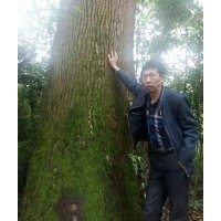 供應1.5米直徑香樟