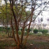 市場(chǎng)上熱銷的紫薇規(guī)格都有哪些？